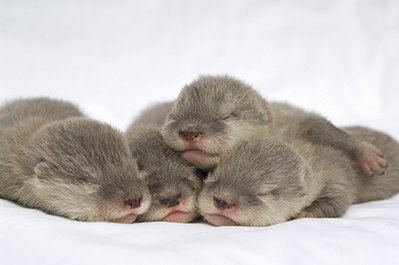 Baby Short Clawed Otters