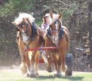 Driving my team of Belgian Horses