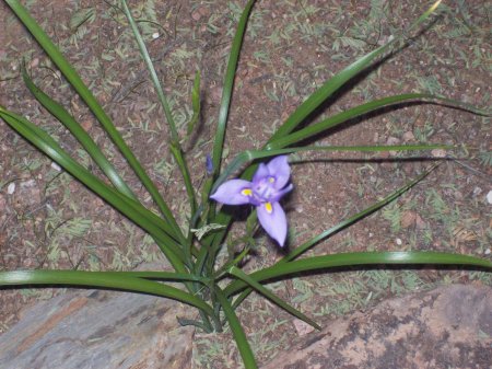 Desert Botanical garden