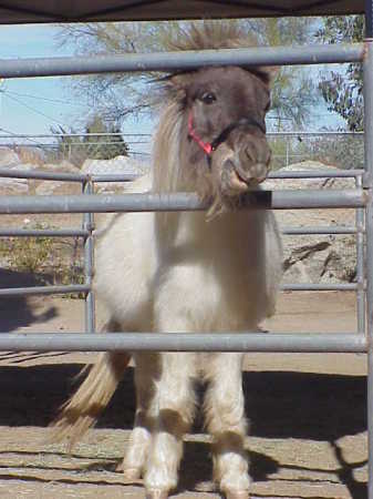 Dancer (Mini Horse)