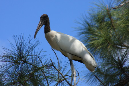 3 untouched photos of wood storks
