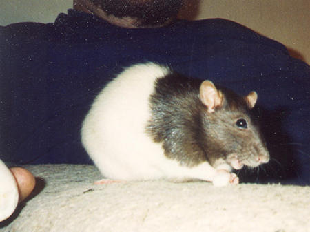pet-mikey rat
