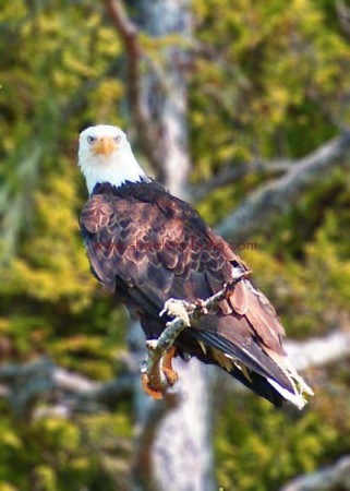 American Bald Eagle