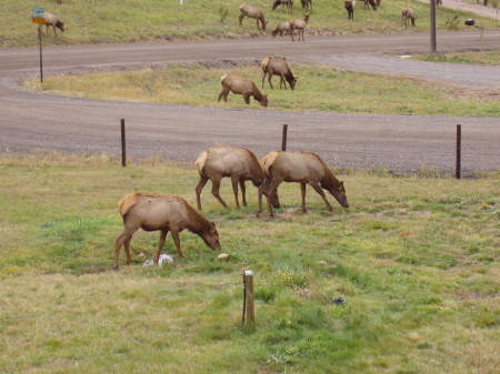 ELK