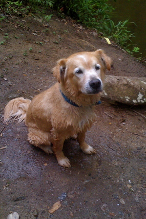 Wet dog!