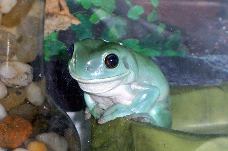 Corky the Tree Frog