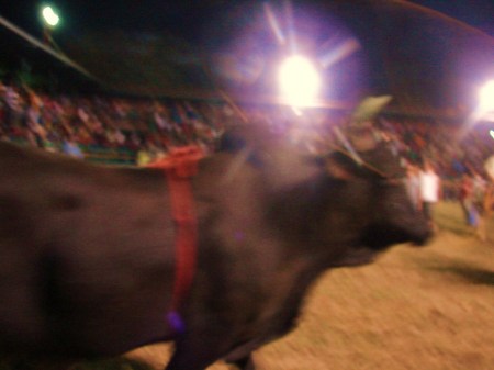 end of the bull riding 12-29-09