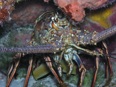 Lobster in Cozumel - protected so huge