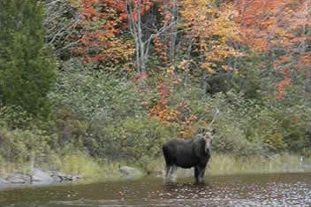 Moose near my brothers house in Houlton, Maine