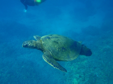 Seaturtle Jason saw snorkling in Maui