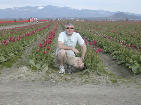 Skagit Valley Tulip Fields April 2009