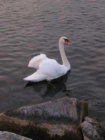 Swan in Muskegon