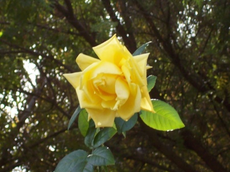 Yellow rose