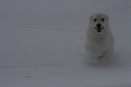 Polar Pooch