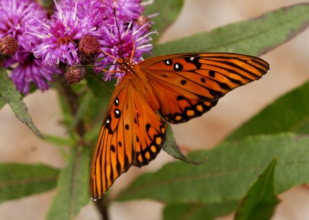 Gulf Fritillary