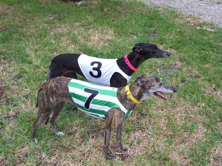 Retired Racing Greyhounds