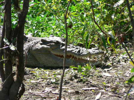 Australia hunter