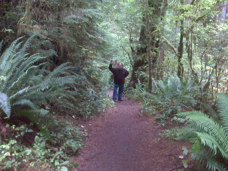 in hoh rain forest