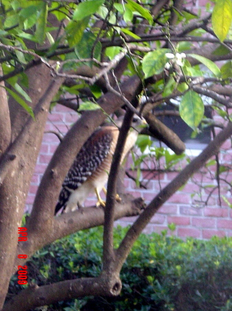 Hawk in the orange tree