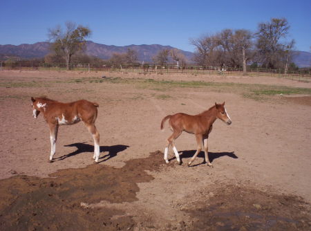 Baby Horses