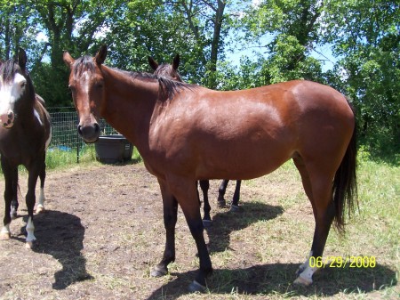 My three horses.