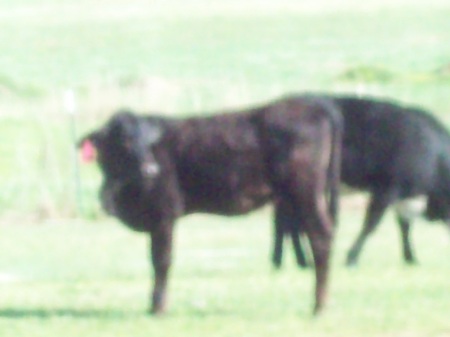 CATTLE RANCH IN TEXARKANA