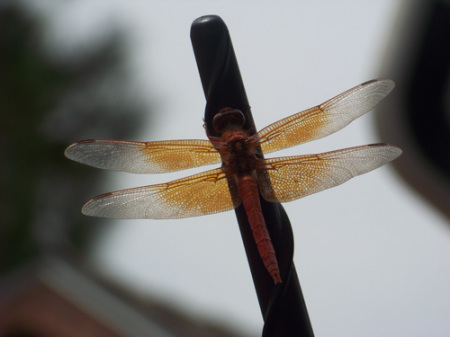 Dragonfly #4