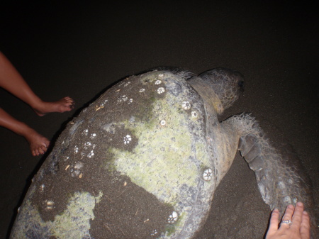 Turtle Laying Eggs in Backyard