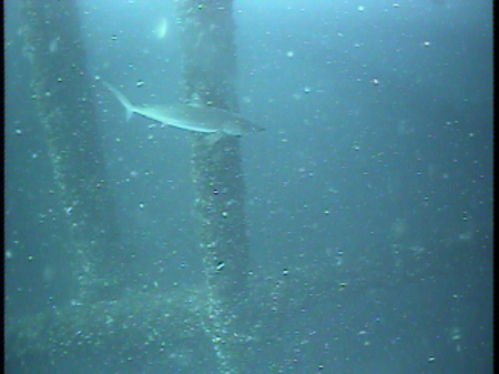 shark hanging around about -200 feet