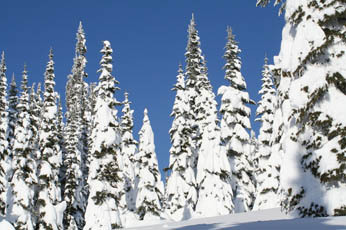 Mt. Rainier in January