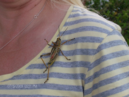 Florida Grasshopper