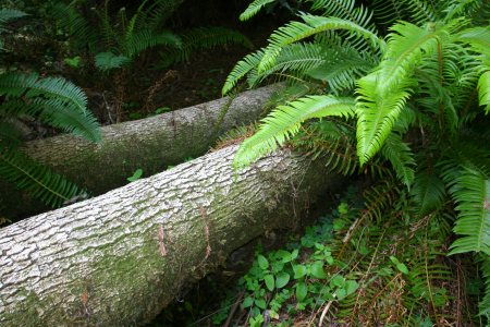 Fallen trees