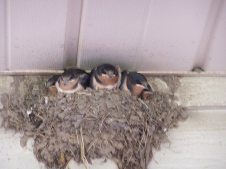 Five young barn swallows