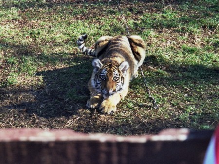 Imara, the Bengal tiger cub