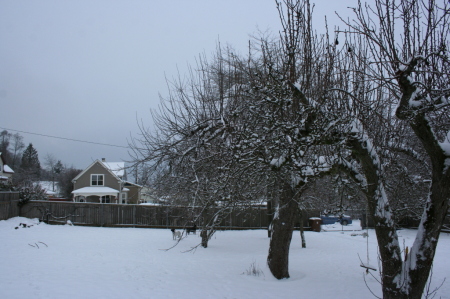 Snow (shot from my porch)