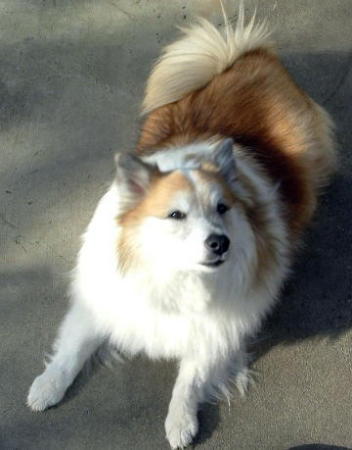 Shady the Icelandic Sheepdog