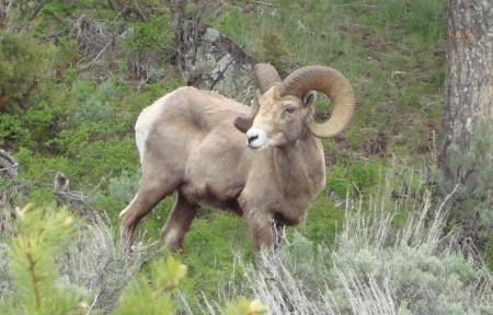 Big Horn Sheep