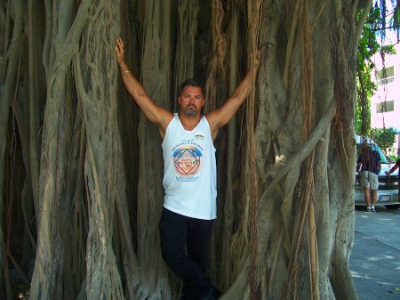 Key west banyon tree