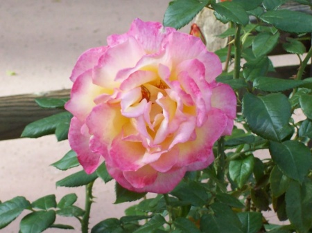 Rose