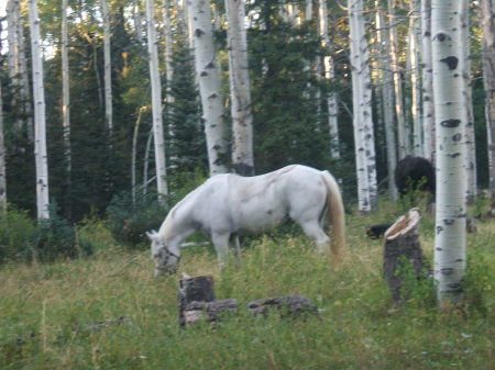 Elk Camp- my horse