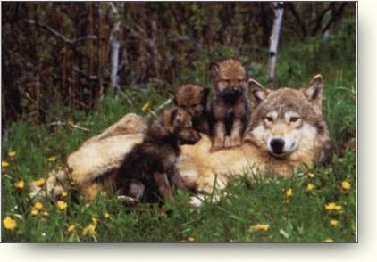 Wolf Love, Mother and Pups