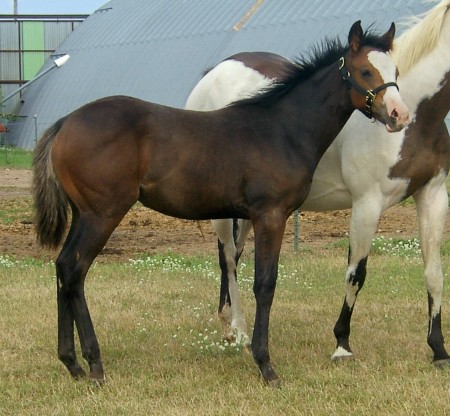 agate 2008 filly right