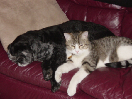 Bailey (dog) & Sneezer (cat)