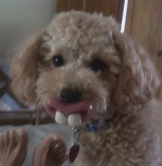 Lucy w/her "buck tooth" binky