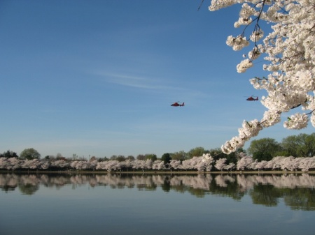 Obama Fly Over - Cherry Blossom Festival