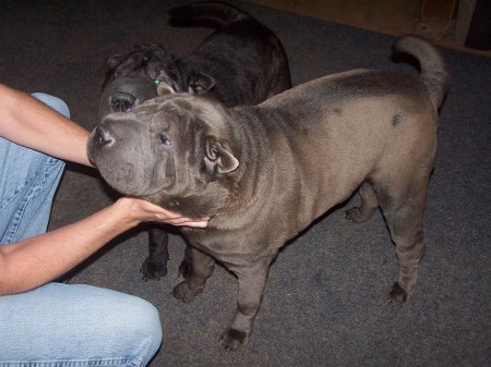 My baby Shar Pei MarCedez(BLUE) Harley(BLACK)