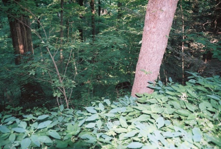 Mama Black Bear in Tenn