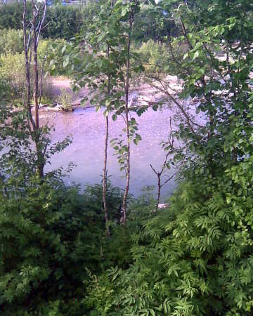 Salmon Stream out my Back door