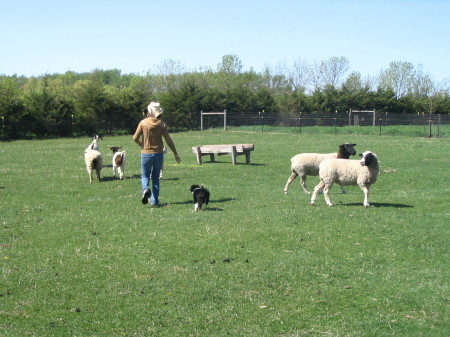 teaching to herd