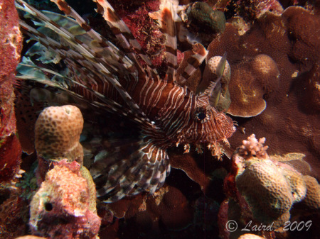 Lion Fish